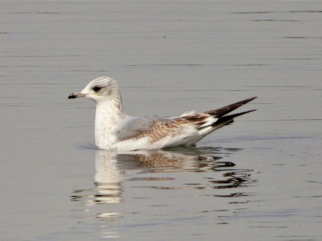 Gavine (Larus canus)